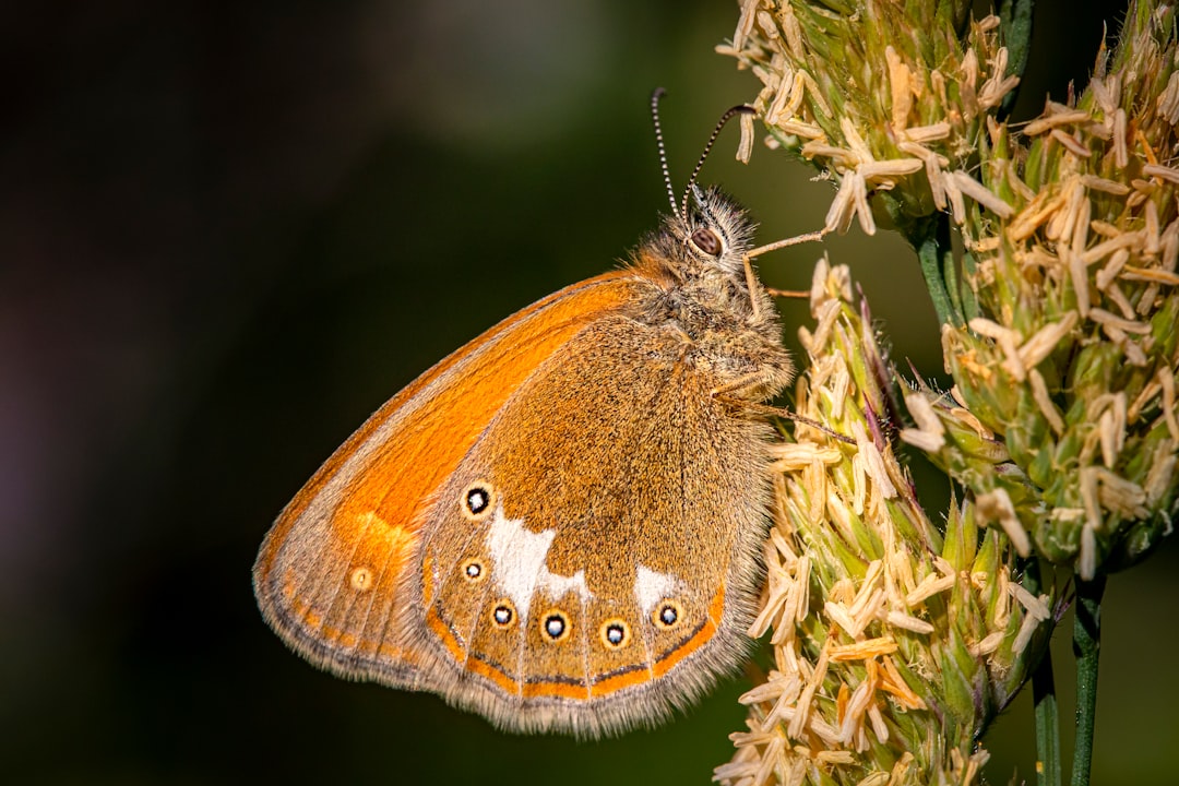 brown and white butterfly on white flower