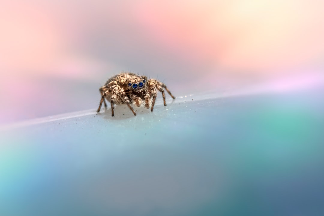 brown and black spider on white surface