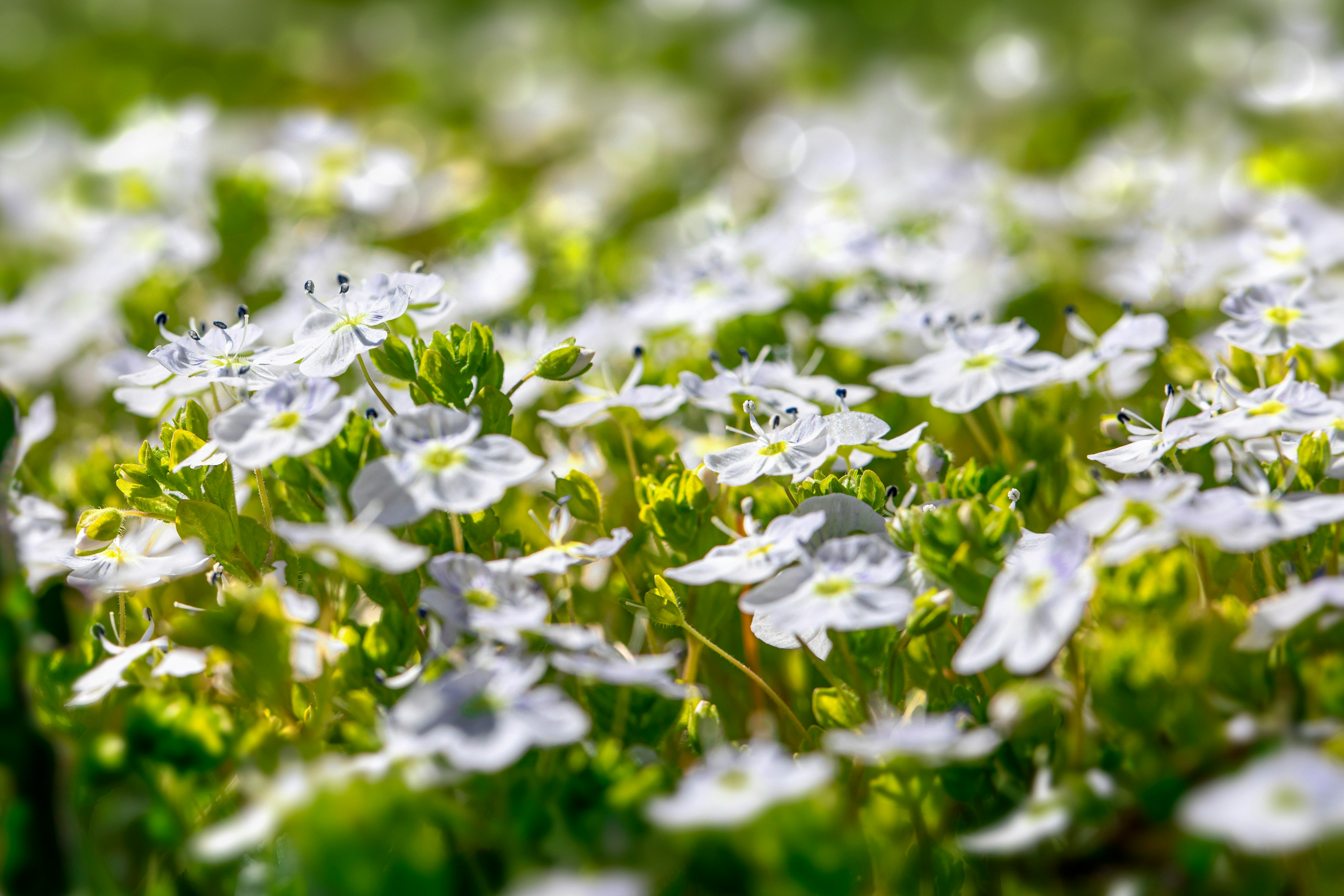 purple flowers in tilt shift lens