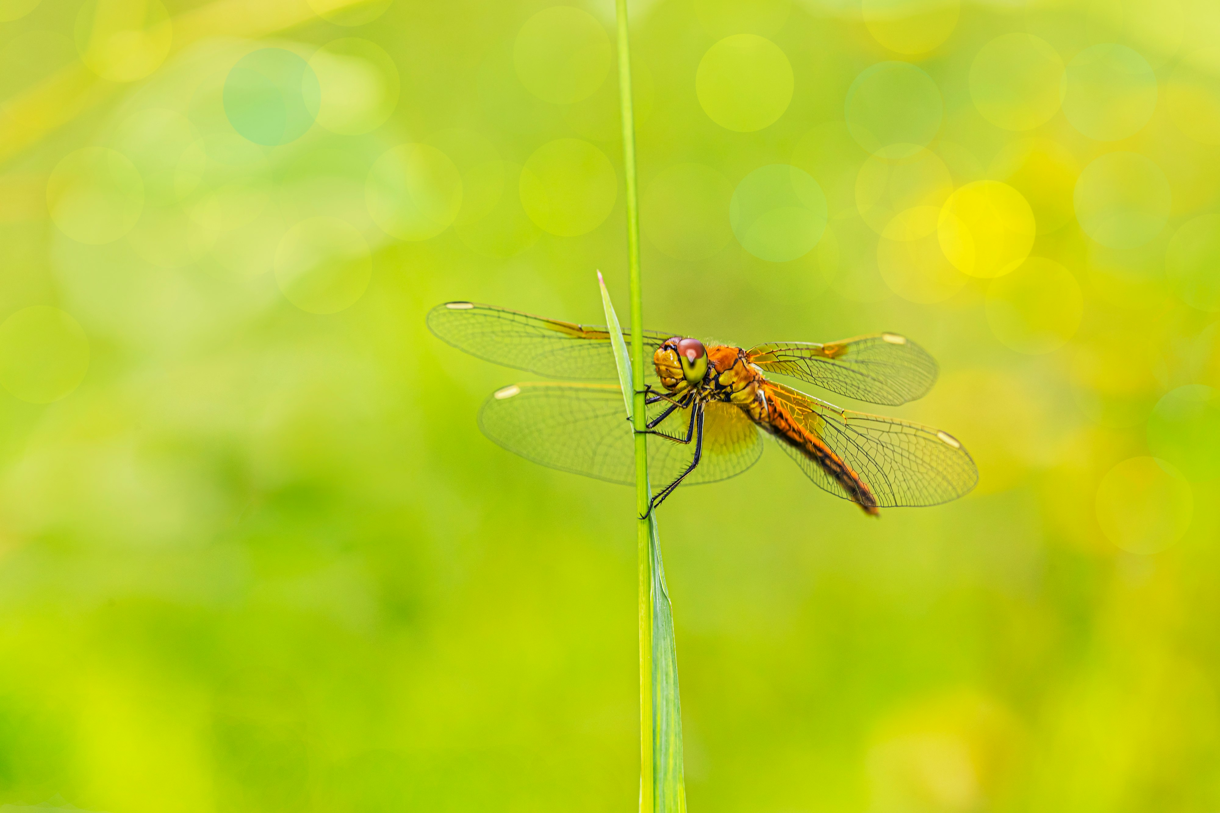 black and yellow dragonfly perched on green leaf in close up photography during daytime
