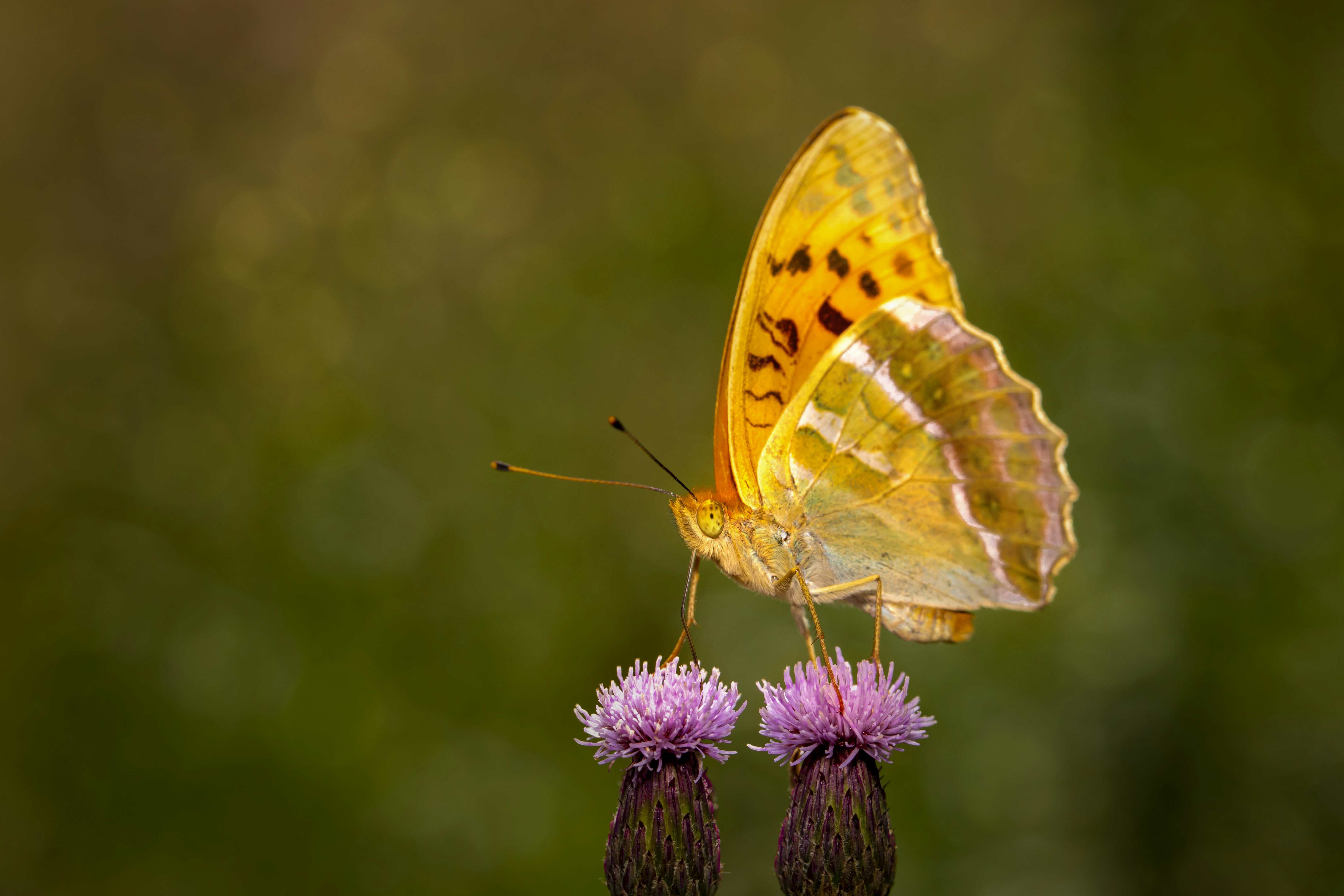 Photo by erik_karits