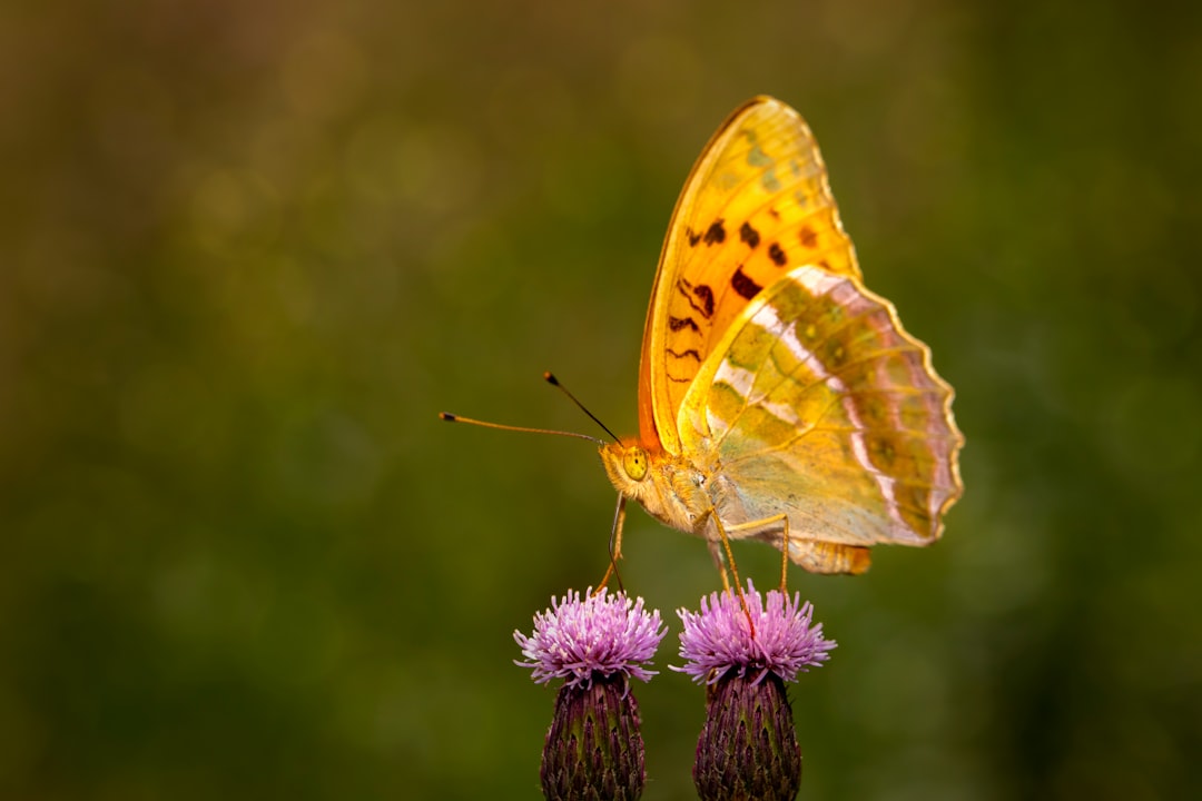 yellow butterfly perched on purple flower in close up photography during daytime