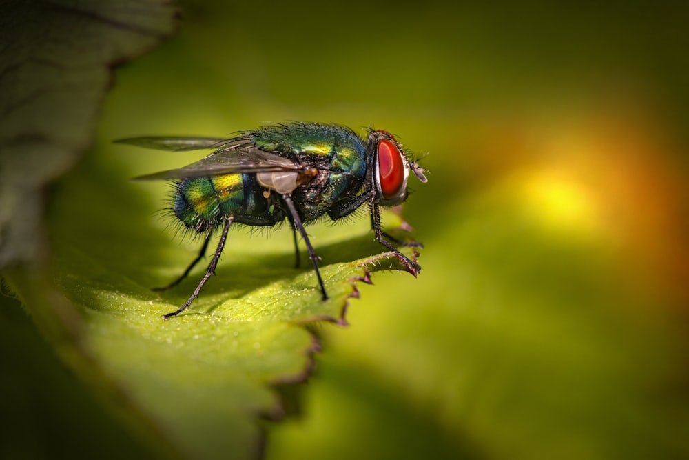 green fly perched on green leaf in close up photography