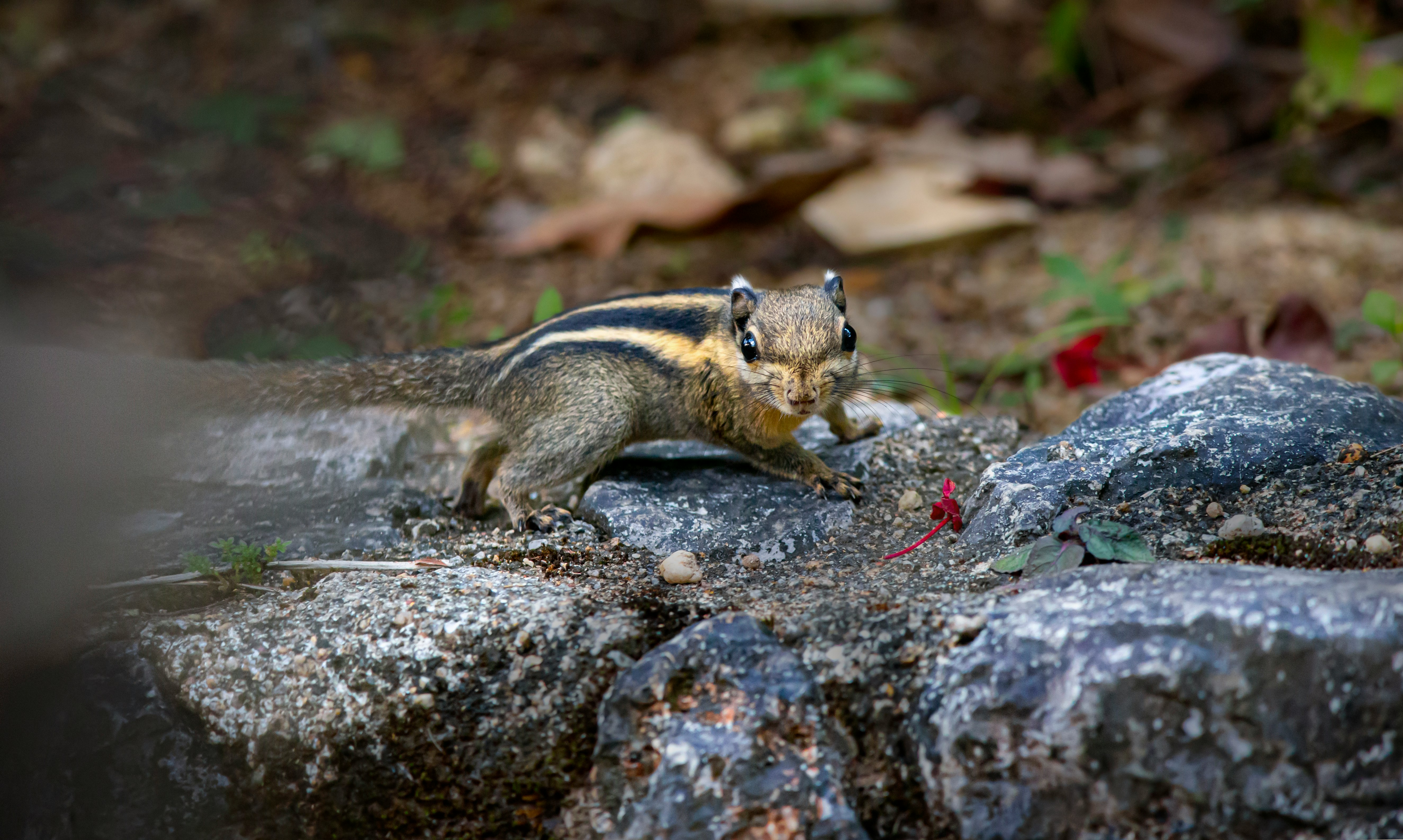 brown squirrel on brown rock during daytime