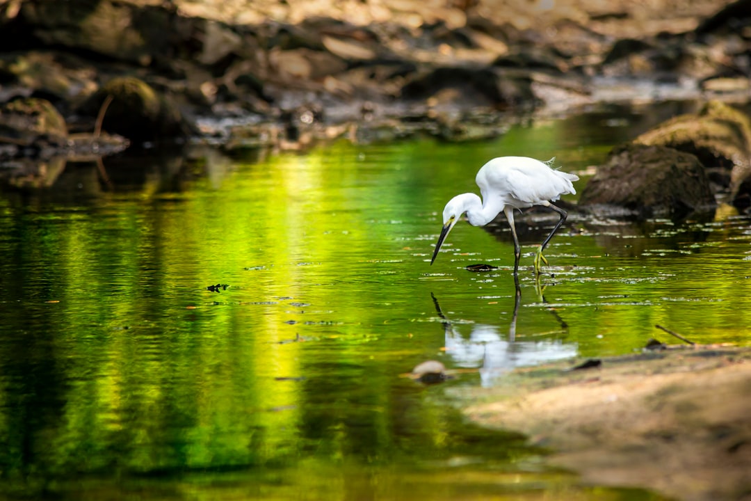 white long beak bird on water