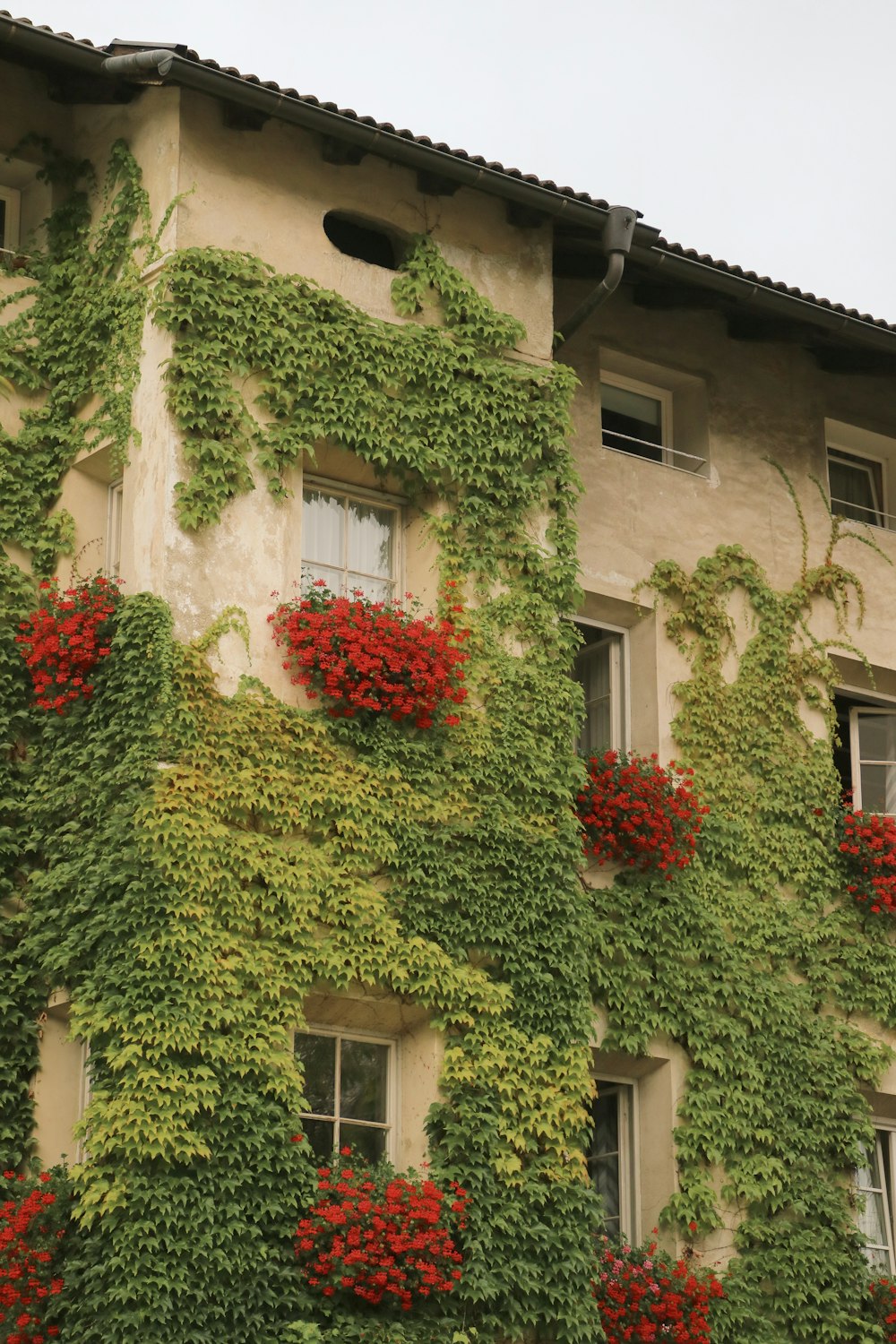 fleurs rouges sur plante verte