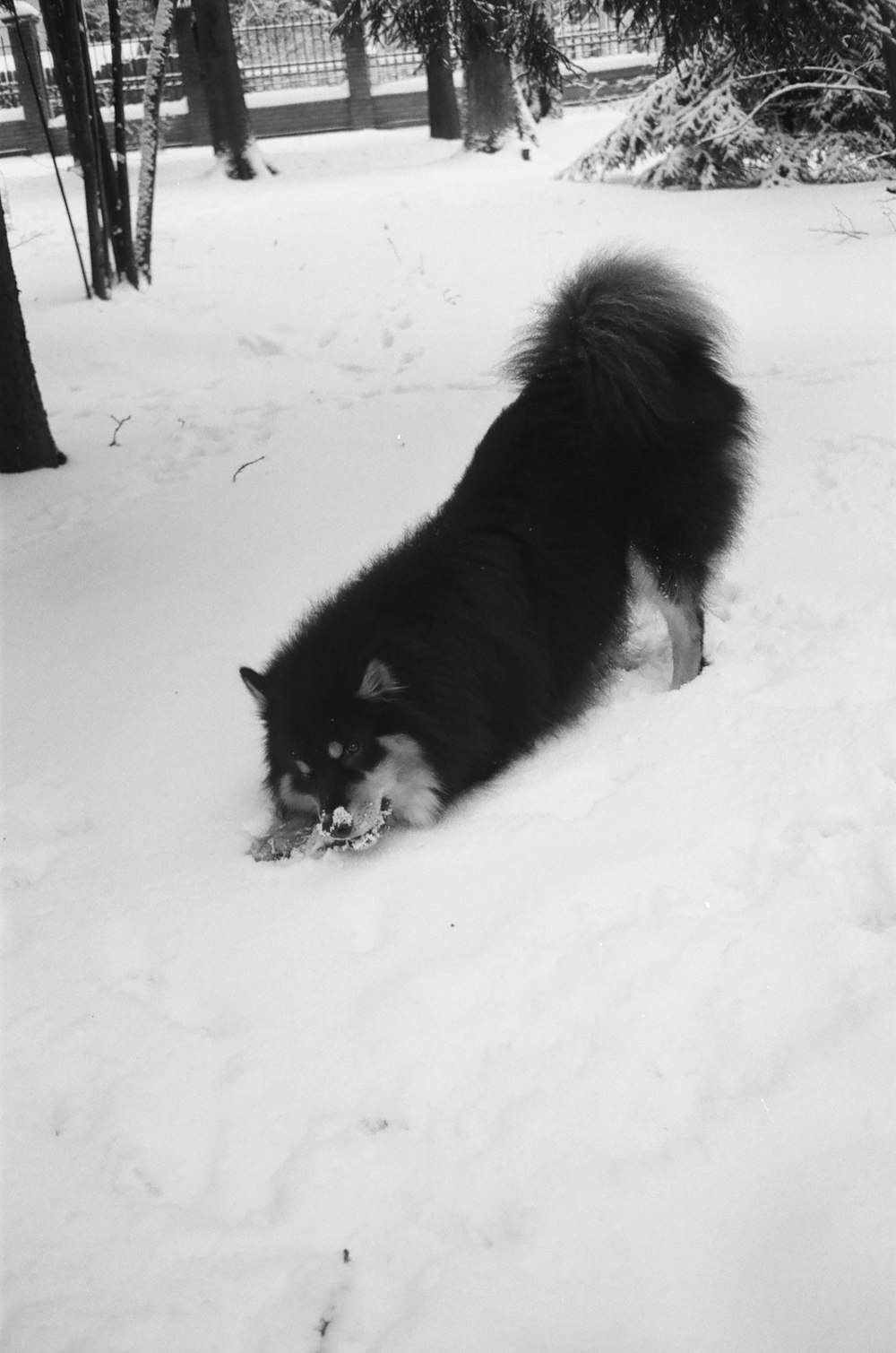 black and white siberian husky on snow covered ground