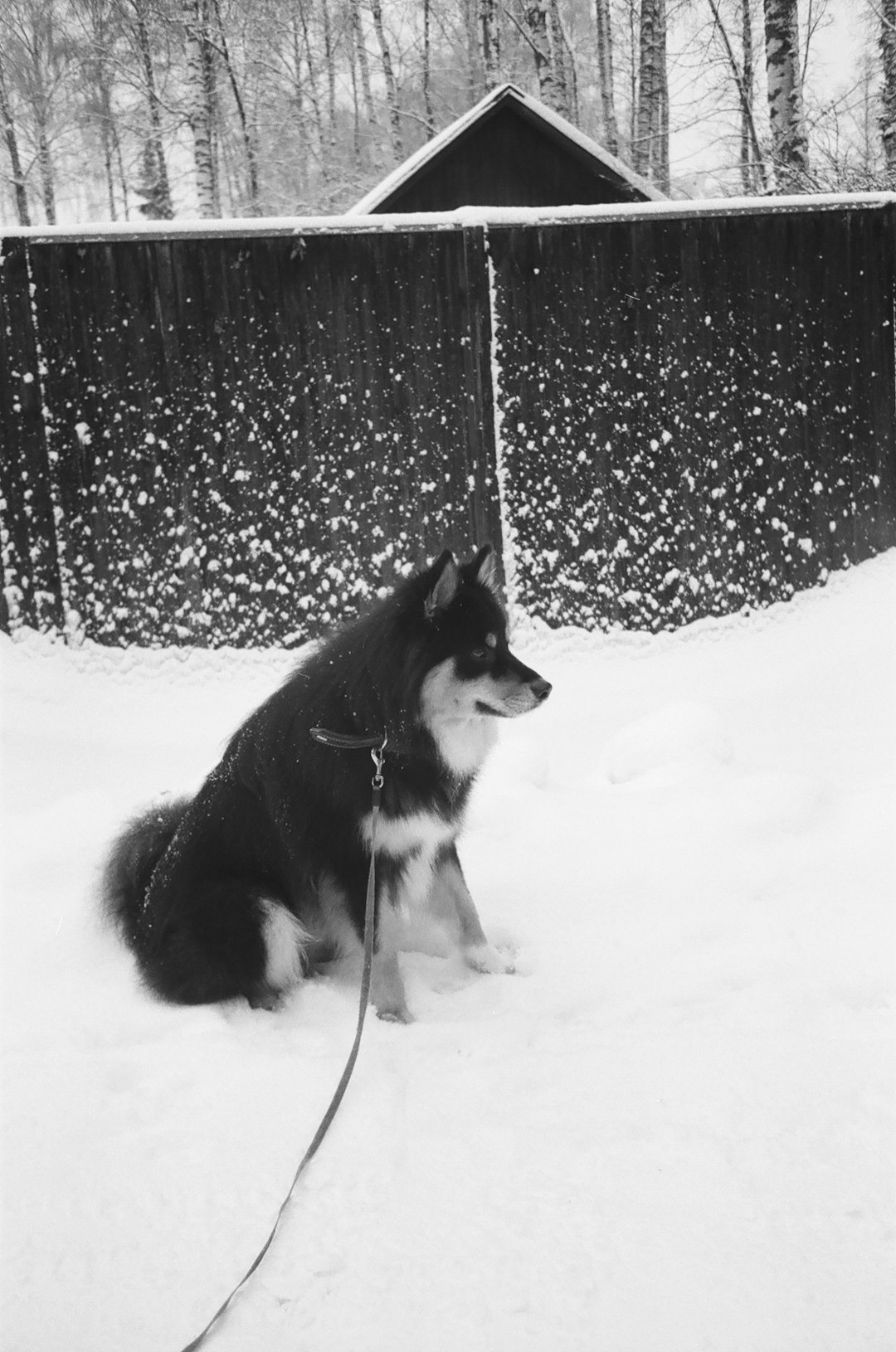 black and white siberian husky on snow covered ground