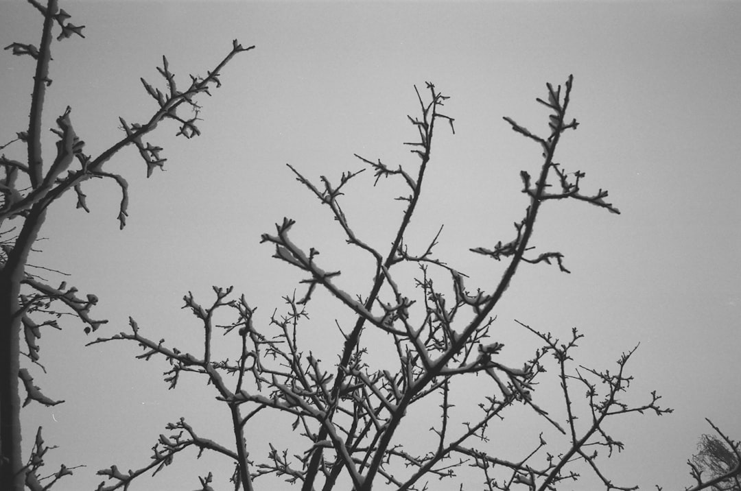 leafless tree under gray sky