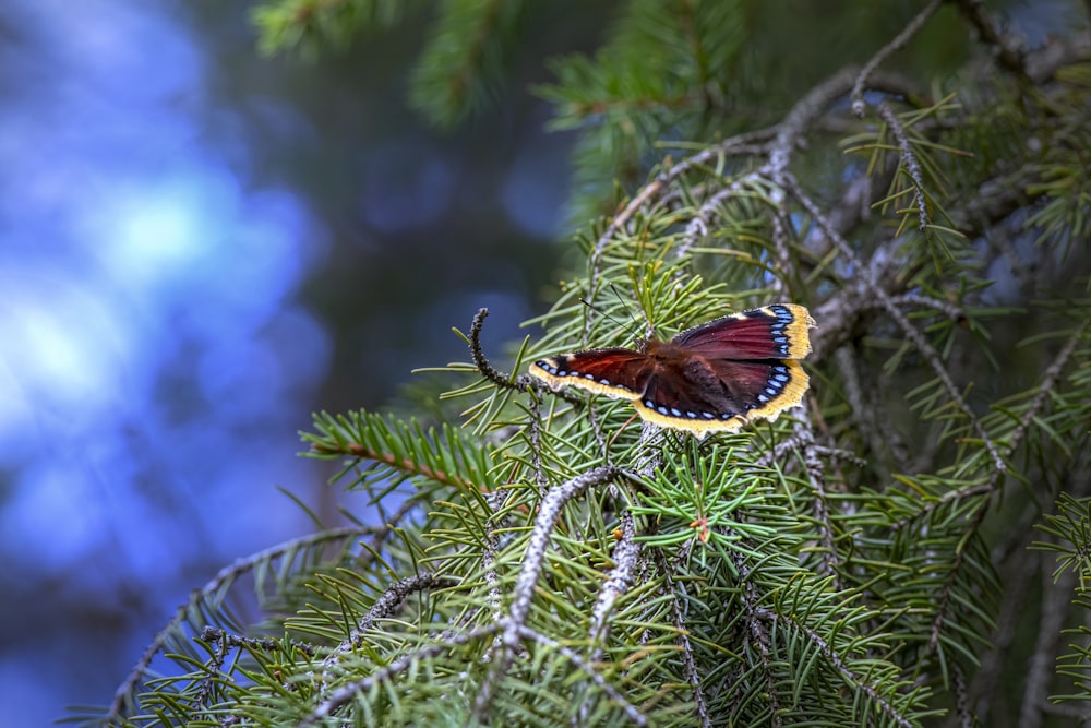 a butterfly sitting on a branch of a pine tree