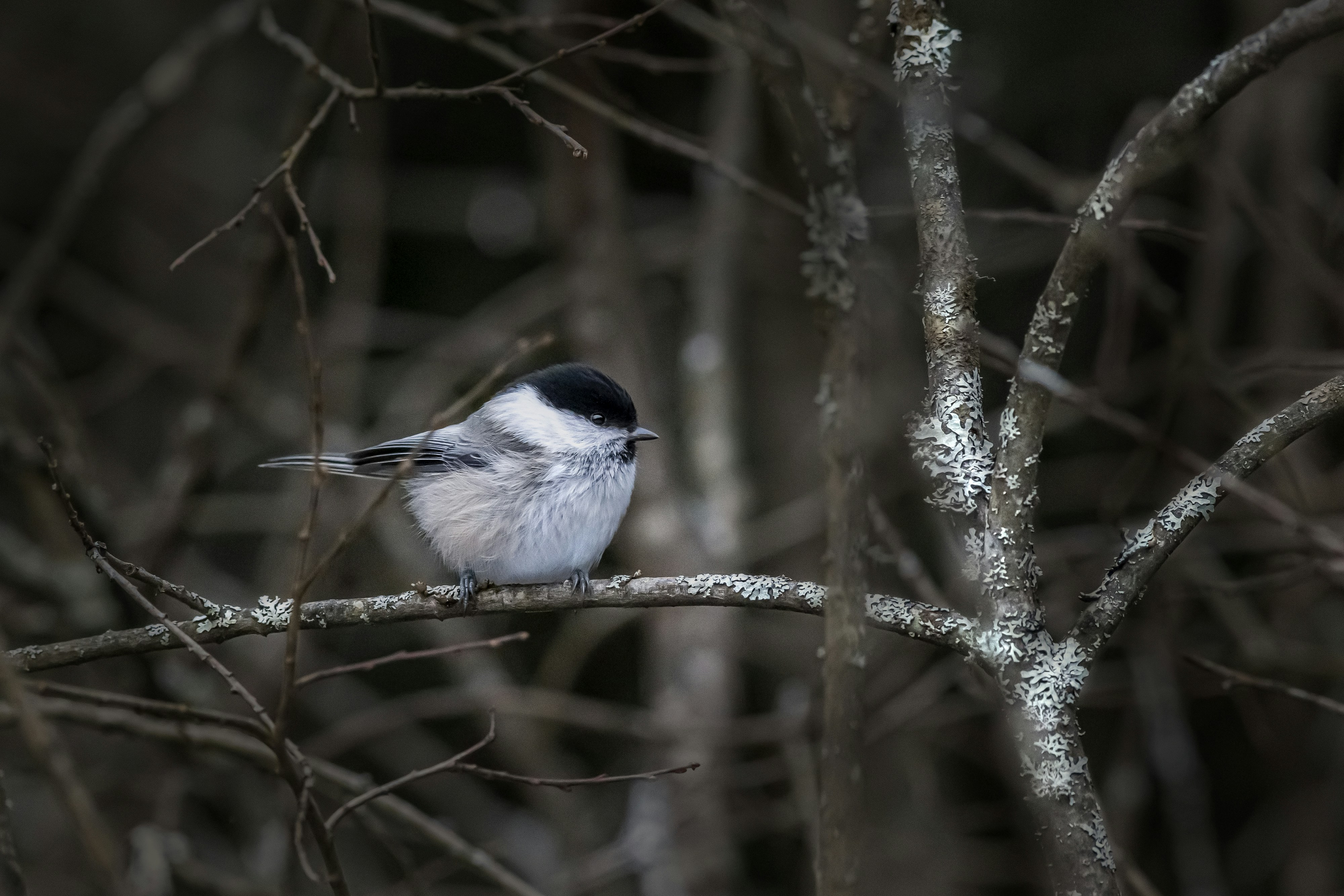 Photo by erik_karits