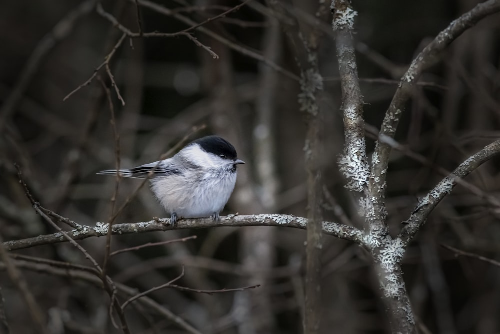 white and black bird on brown tree branch