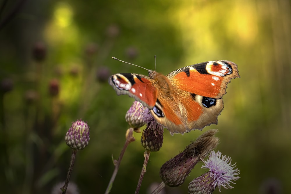 peacock butterfly perched on purple flower in close up photography during daytime