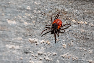 black and brown spider on ground