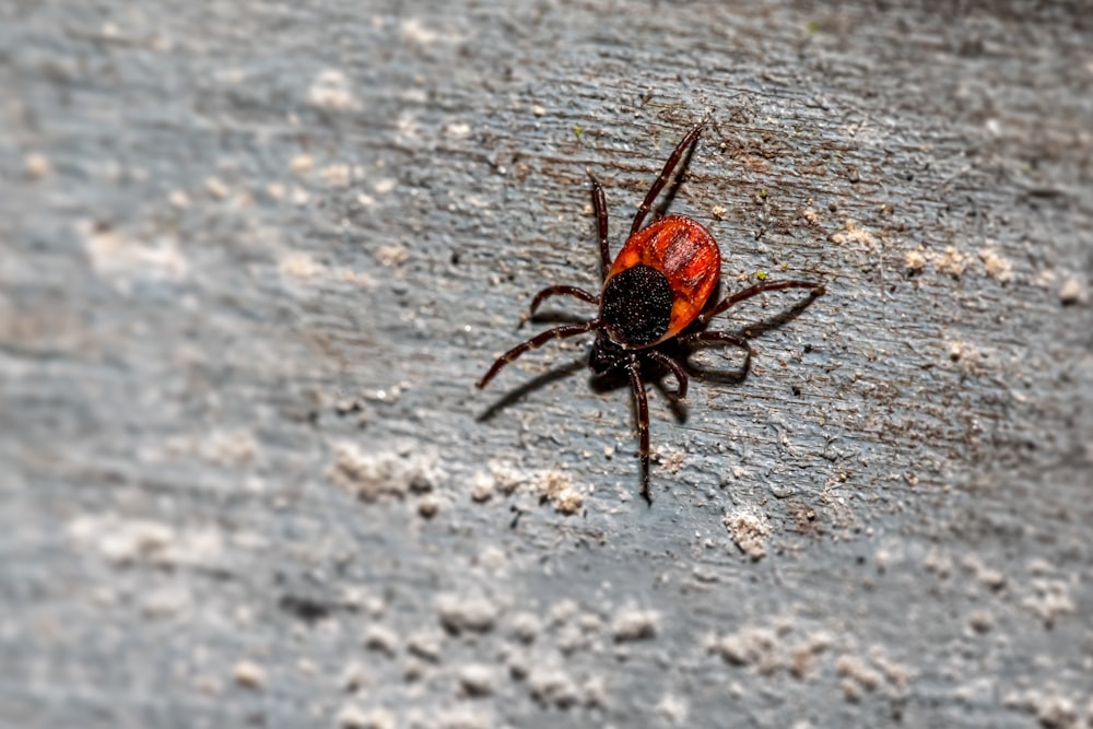 Schwarze und braune Spinne auf dem Boden