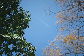 A bright, clear sky with an airplane contrail cutting through it, framed by lush green leaves on the left and bare branches with a few remaining yellow leaves on the right.