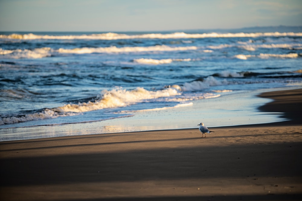 pájaro blanco y negro en la playa durante el día