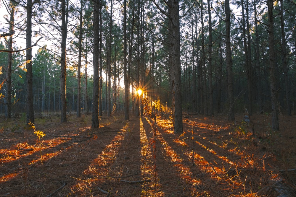 brown trees on brown soil during daytime