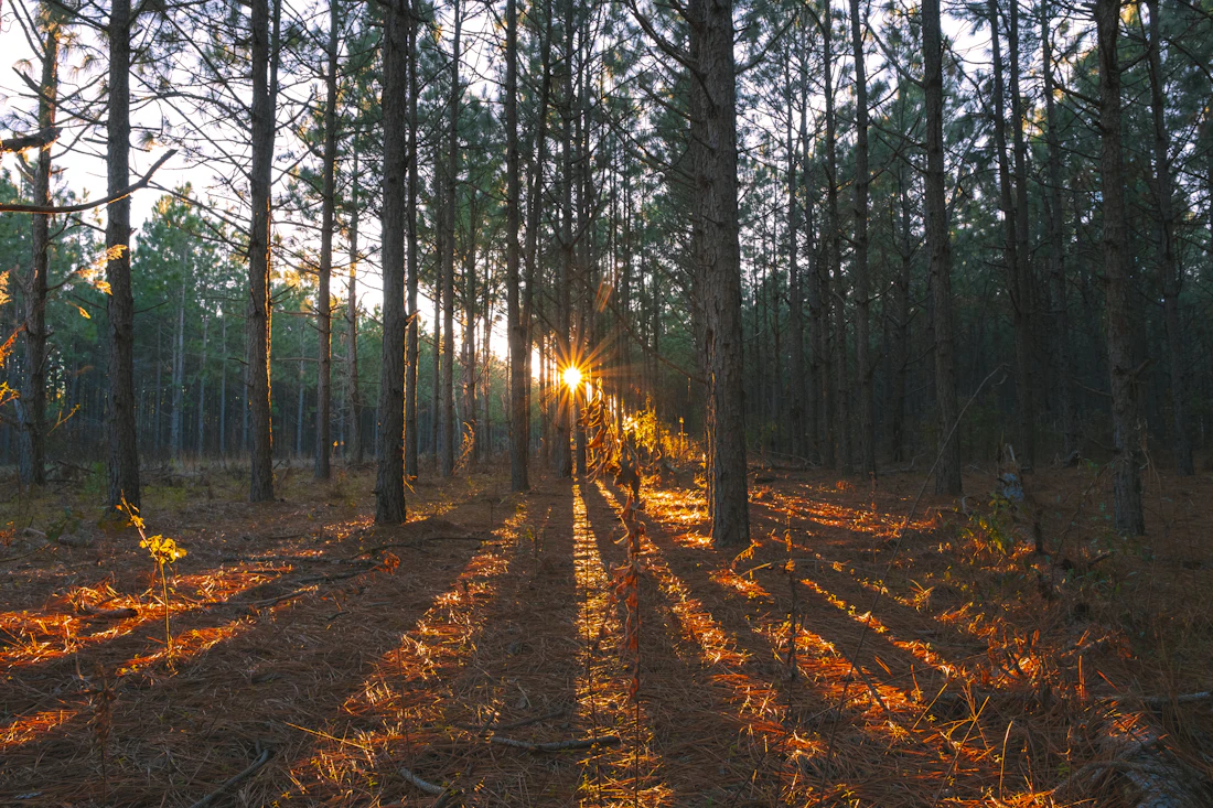 Tall pines with low sun glowing through the trunks