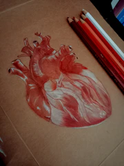 Illustrative diagram showing the human heart, brain, and lungs with gentle teal and coral accents.