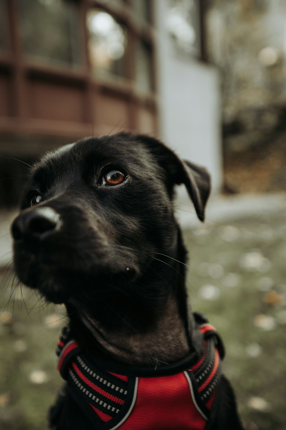 Schwarzer Labrador Retriever mit rotem und schwarzem Kragen