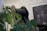 A black and beige massage chair is positioned next to lush green leaves of a monstera plant. The backdrop features a patterned white wall, and a monitor displays images of various massage devices.