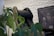A black and beige massage chair is positioned next to lush green leaves of a monstera plant. The backdrop features a patterned white wall, and a monitor displays images of various massage devices.