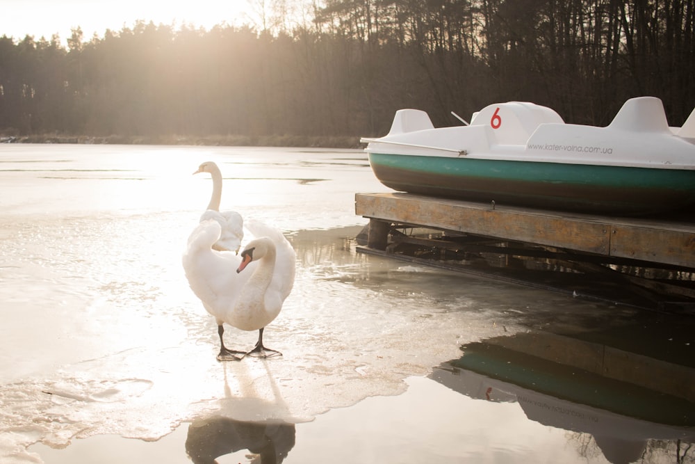 white swan on water during daytime