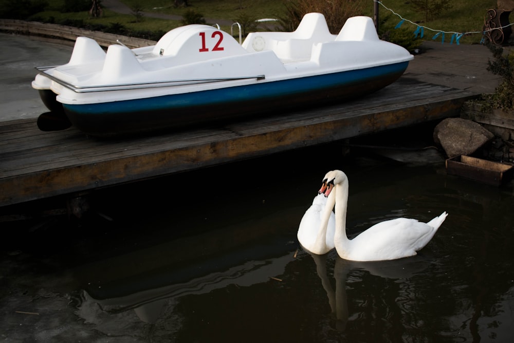 white swan on water during daytime