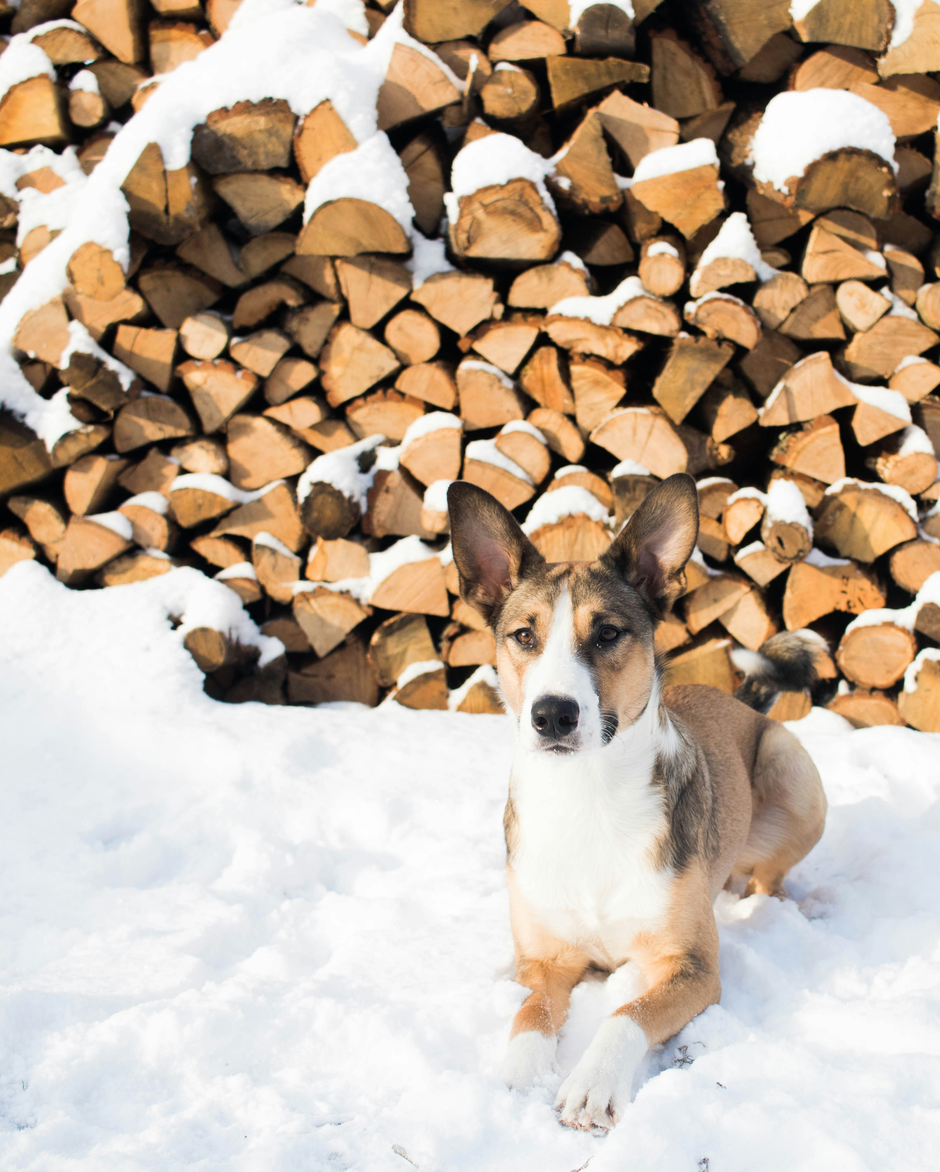 brown and white short coated dog on snow covered ground