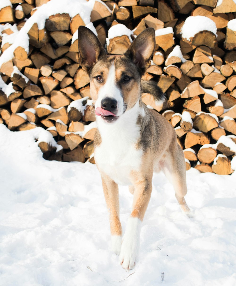 brown and white short coated dog on snow covered ground