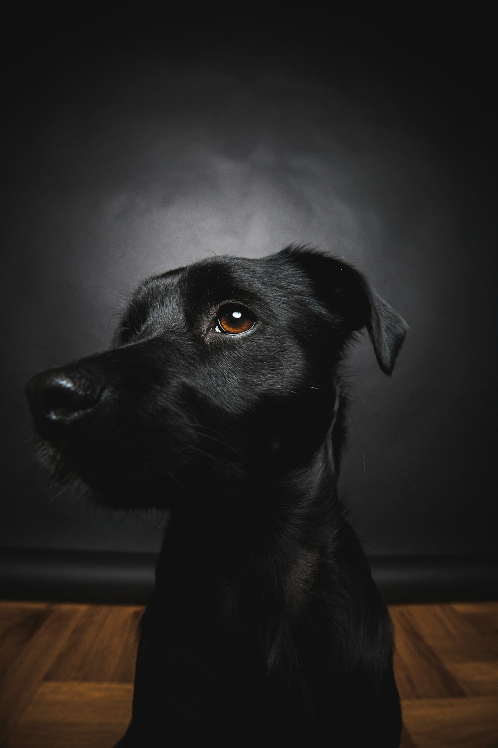 schwarzer Kurzmantel mittlerer Hund