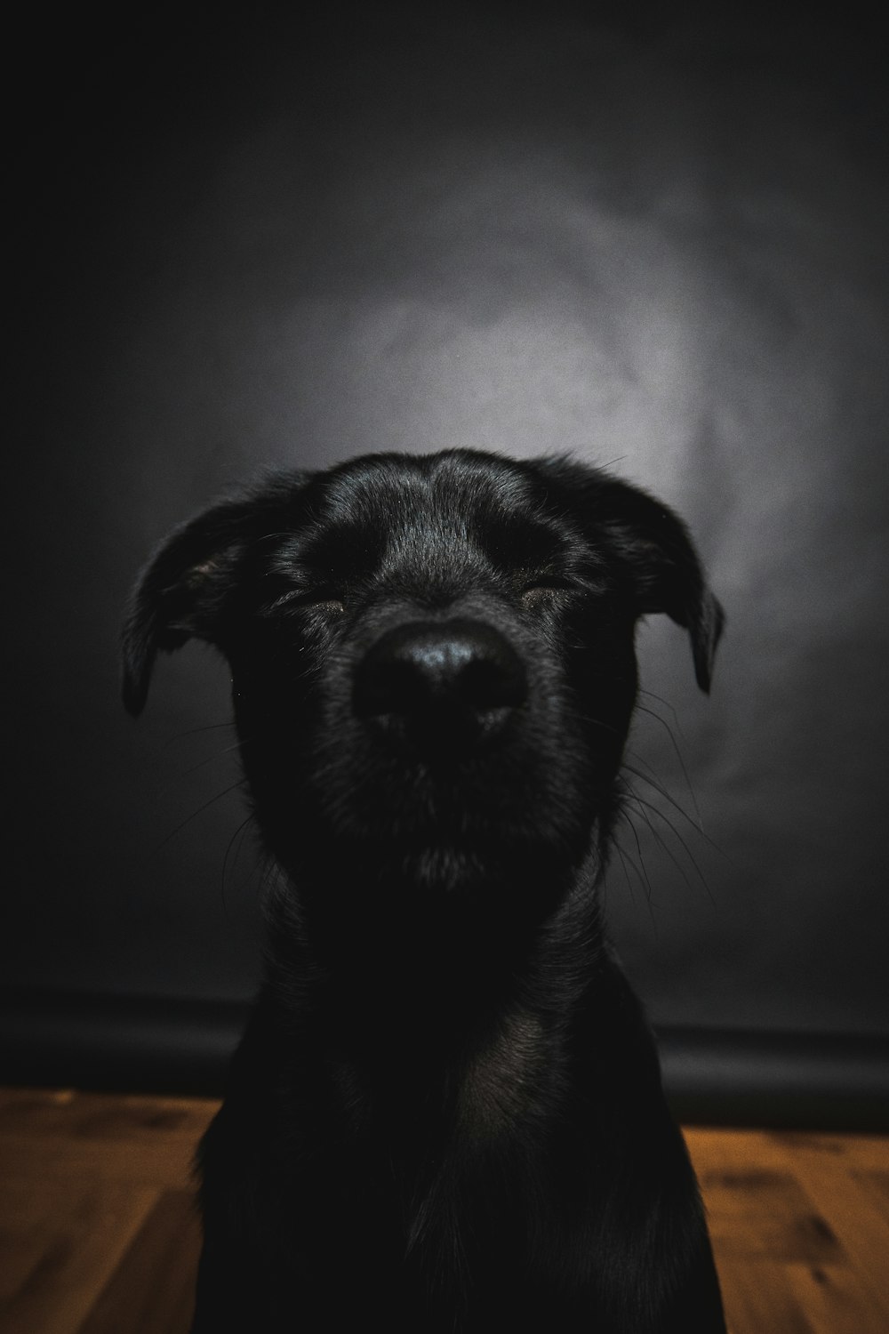 preto de pelagem curta cão médio