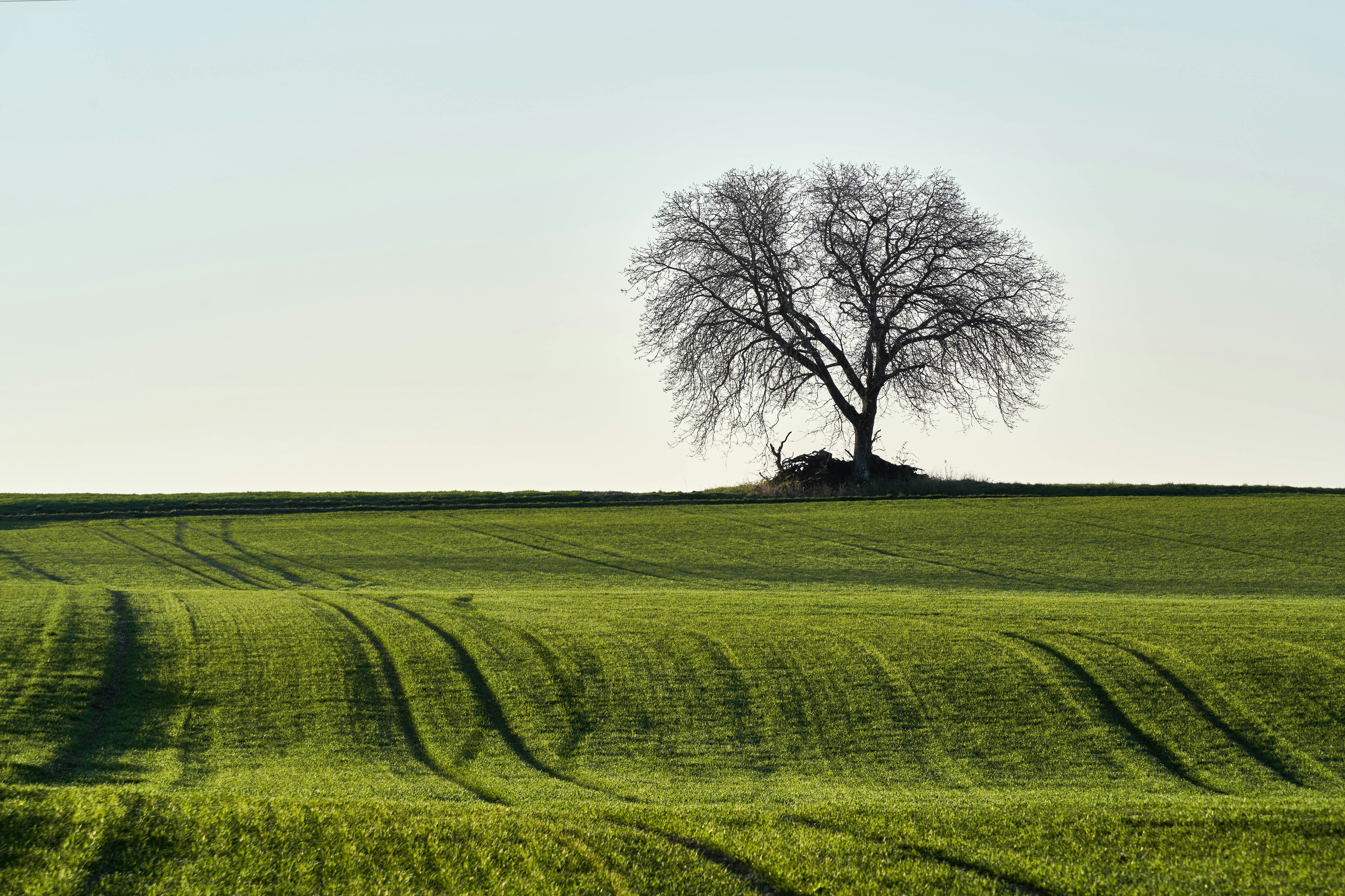 Photo by wolfgang_hasselmann