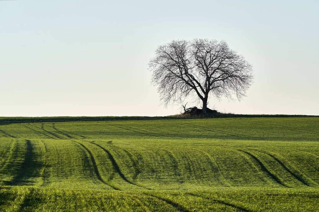 leafless tree on green grass field