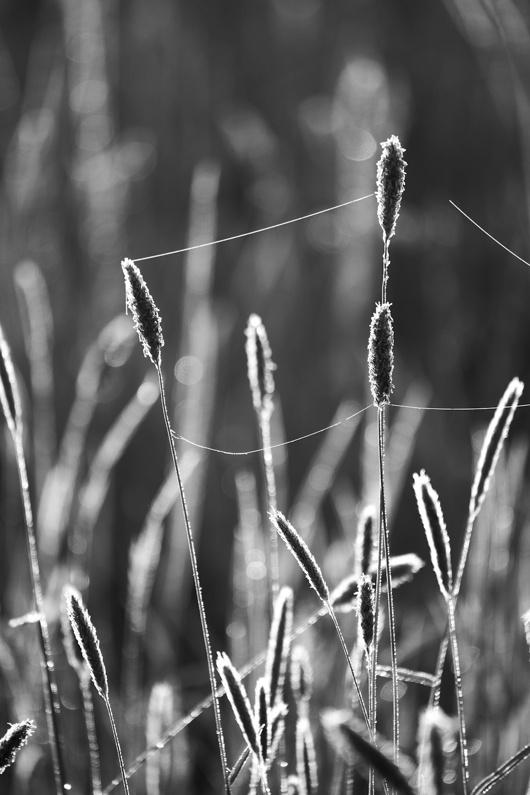 grayscale photo of grass during daytime