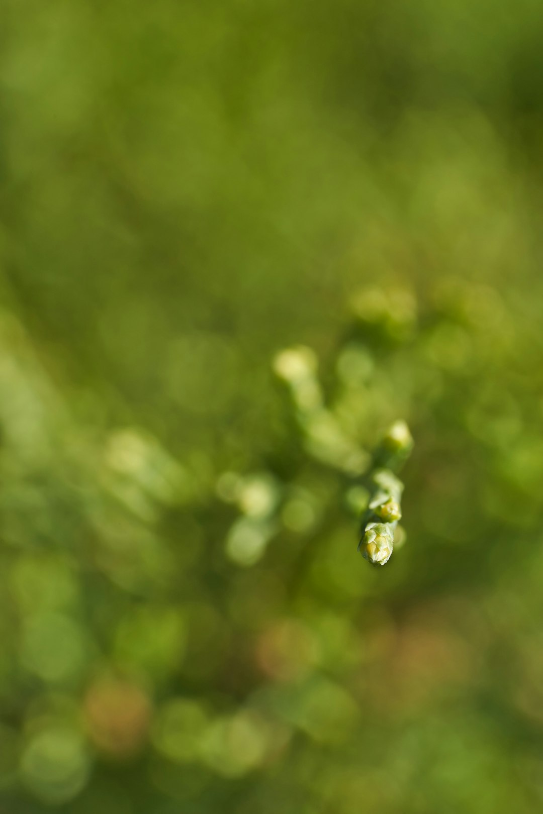 green plant with water droplets