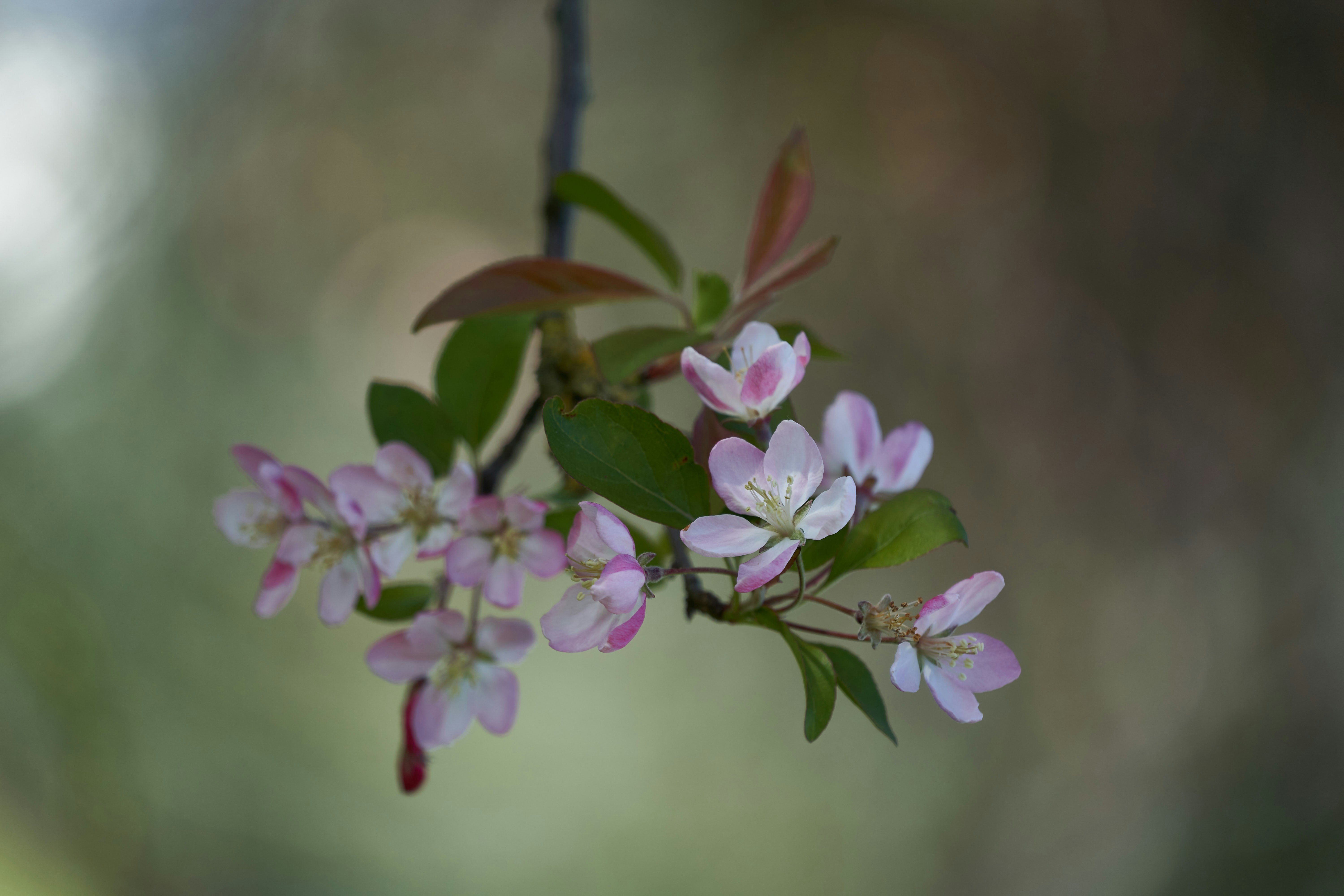 Photo by wolfgang_hasselmann