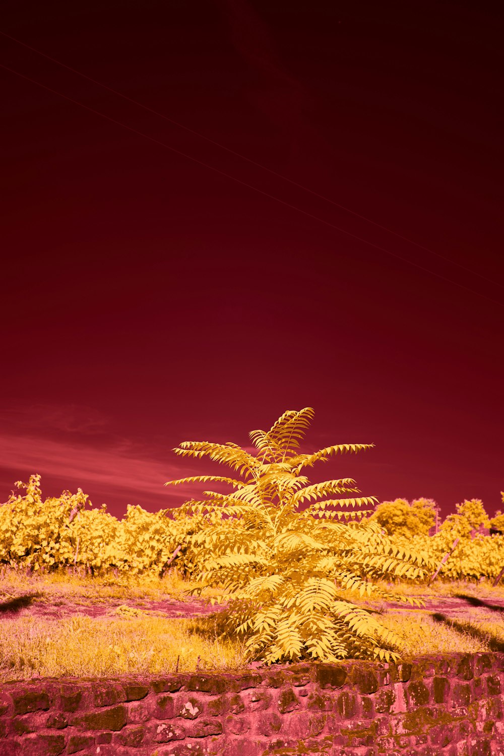 green palm trees under blue sky during daytime