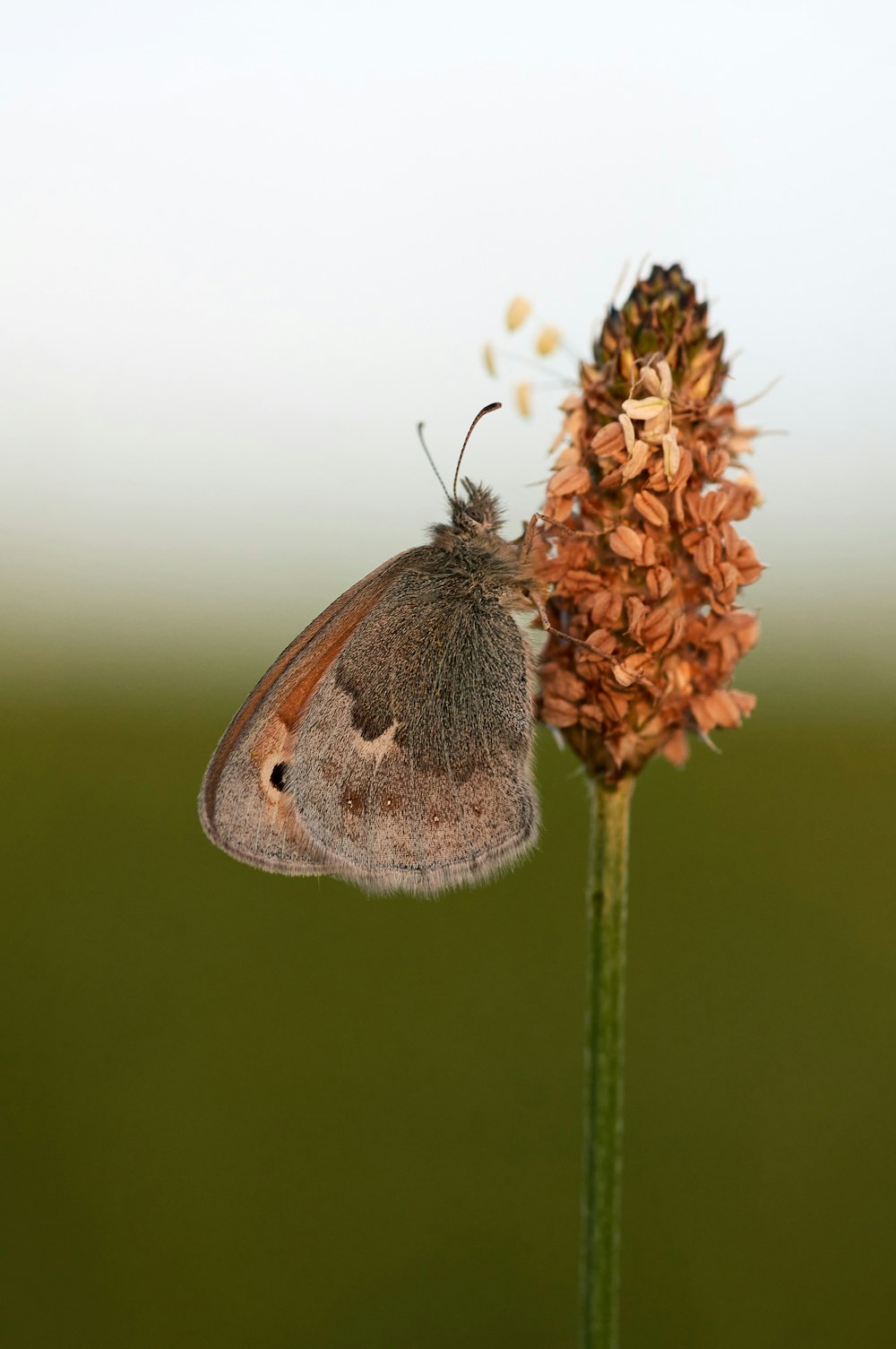 brown butterfly perched on yellow flower in close up photography during daytime