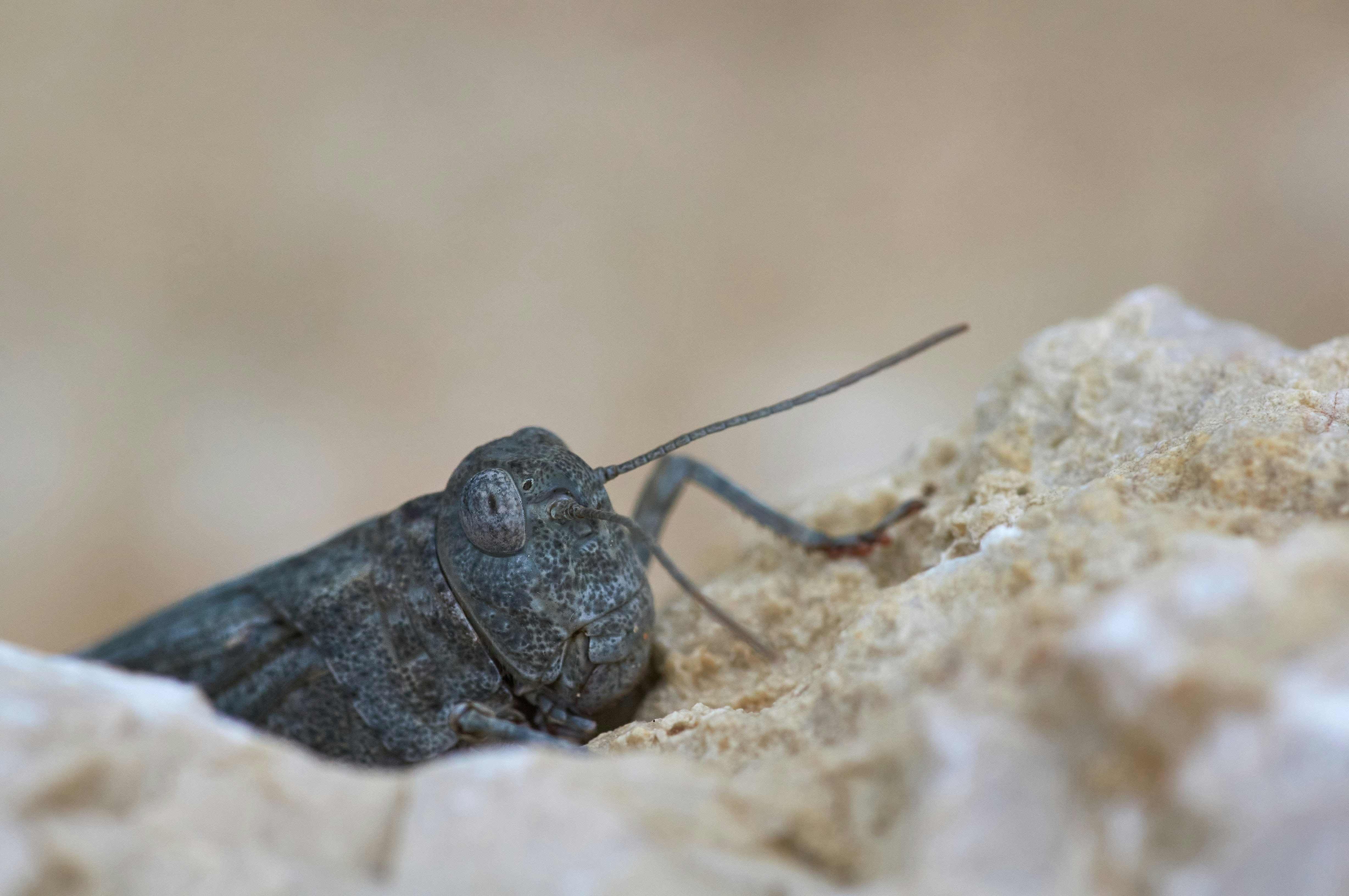 Photo by wolfgang_hasselmann