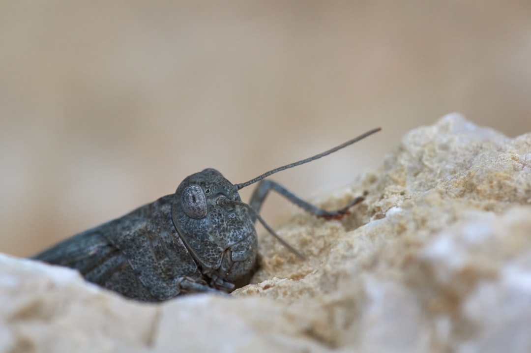 black grasshopper on brown rock during daytime