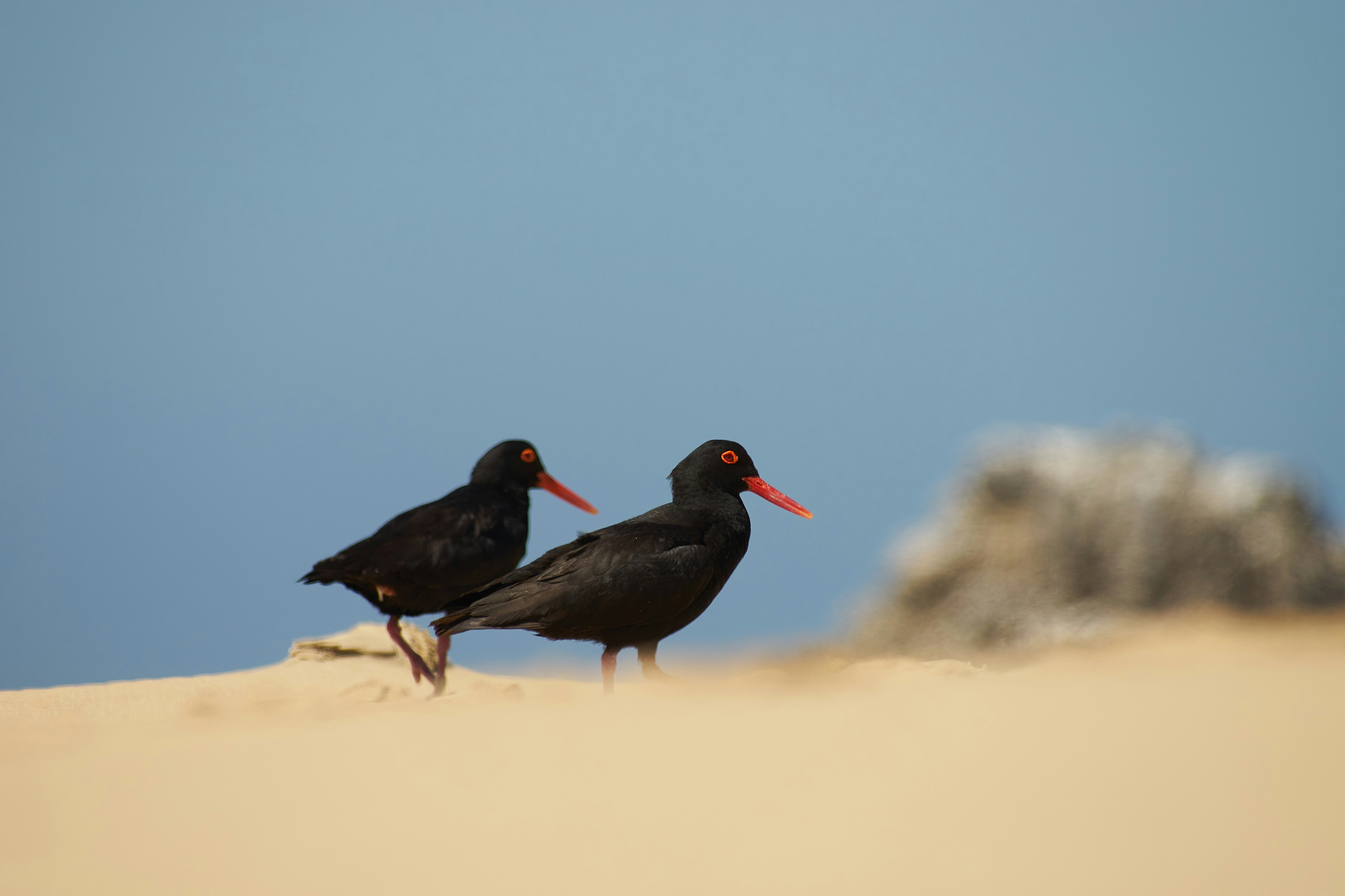 Photo by wolfgang_hasselmann