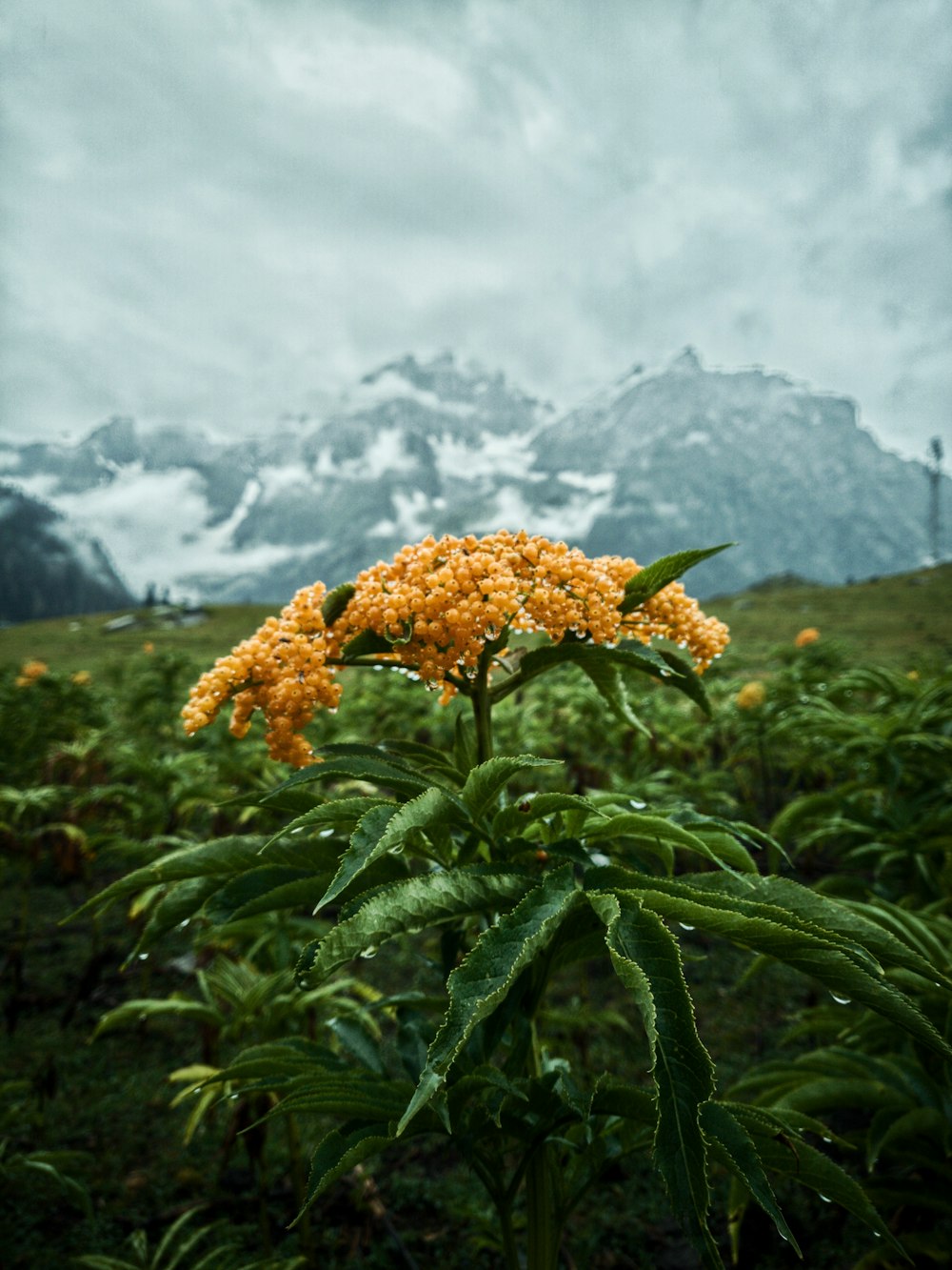 brown and green plant near mountain during daytime