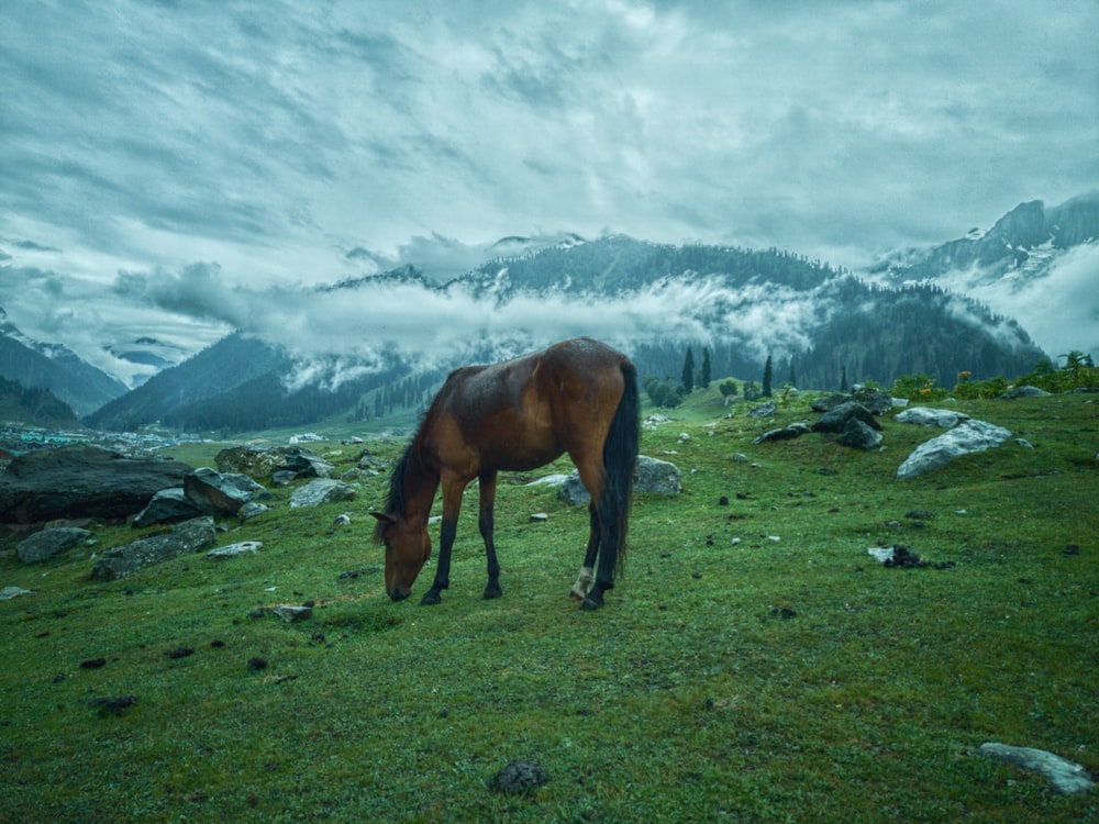 brown horse on green grass field during daytime