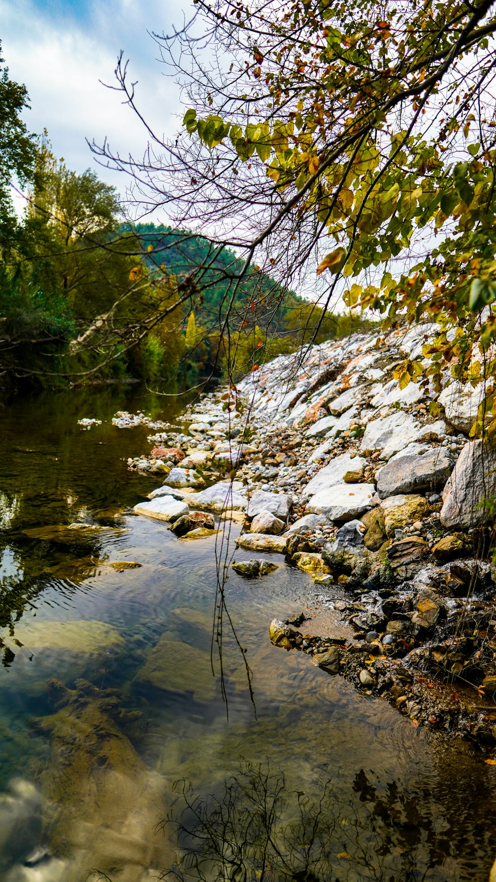 brown and green trees beside river during daytime