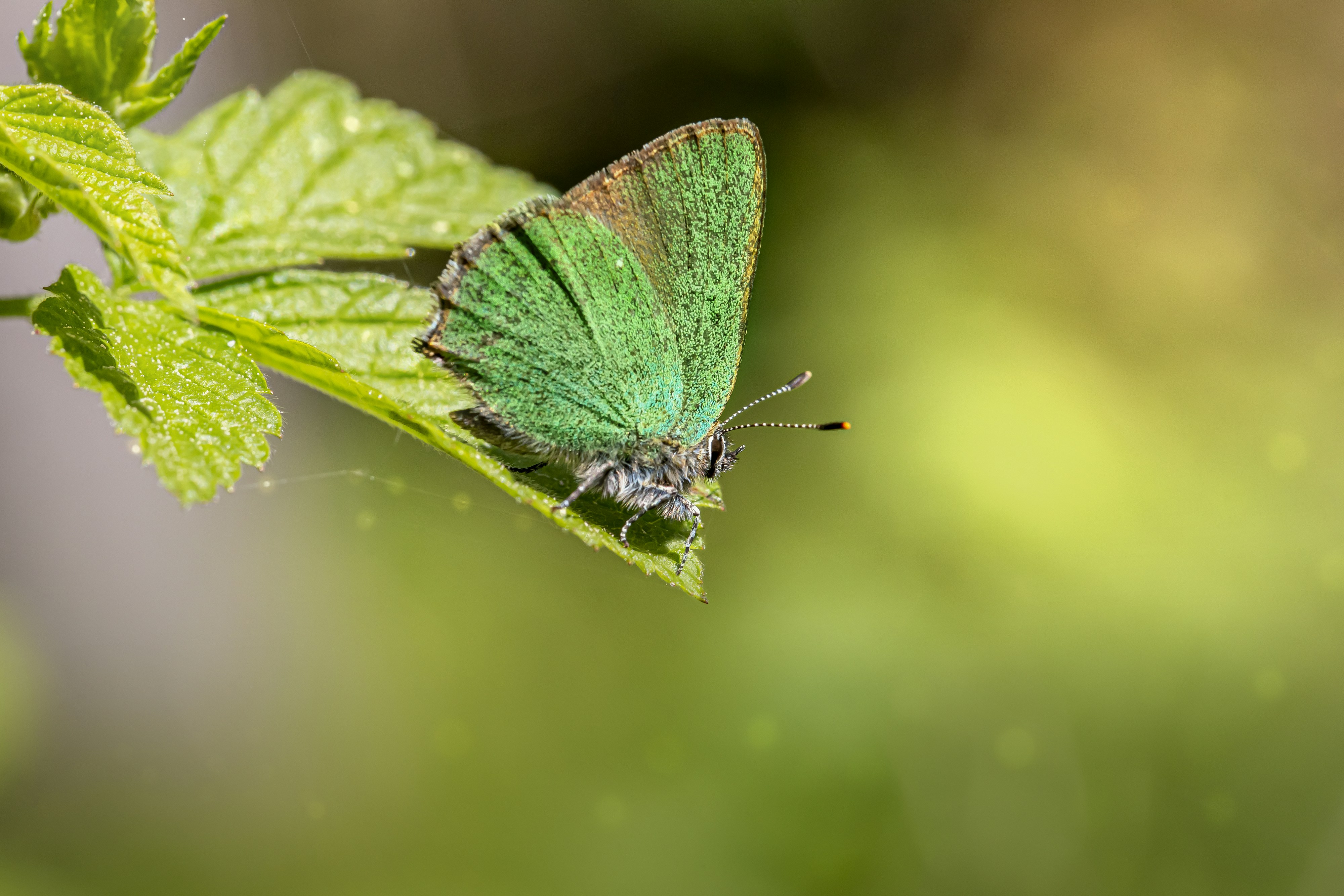 Photo by erik_karits