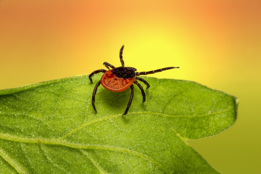 Braune Spinne auf grünem Blatt