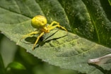 yellow spider on green leaf