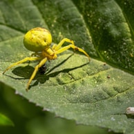 yellow spider on green leaf